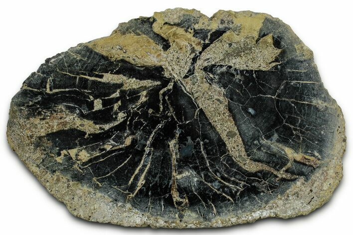 Polished Petrified Wood Limb End-Cut - Indonesia #329282